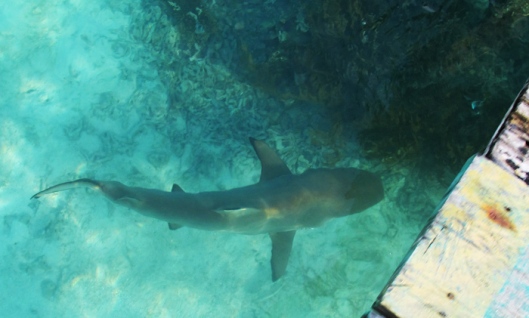 Black tip shark yang mendekat ke sekitar jetty saat monitoring.